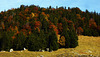 Herbst auf der Alm