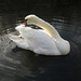 Preening swan