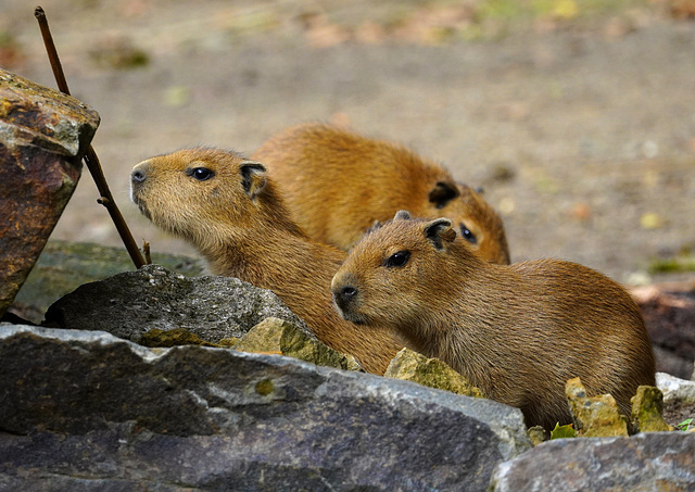 Capybaras (PiP)