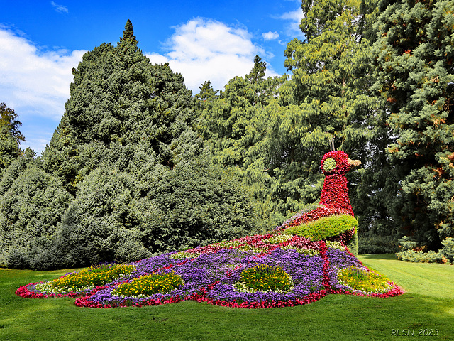 Blumen-Pfau