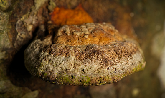 Der  Feuerschwamm (Phellinus) am Baumstamm :)) The fire sponge (Phellinus) on the tree trunk :)) L'éponge de feu (Phellinus) sur le tronc de l'arbre :))