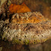 Der  Feuerschwamm (Phellinus) am Baumstamm :)) The fire sponge (Phellinus) on the tree trunk :)) L'éponge de feu (Phellinus) sur le tronc de l'arbre :))