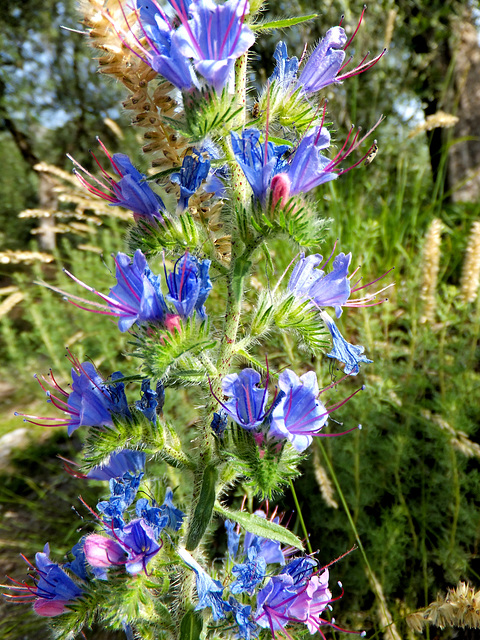 Blauer Natternkopf. ©UdoSm