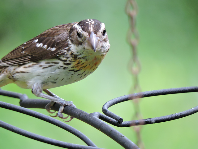 Rose-breasted Grosbeaks