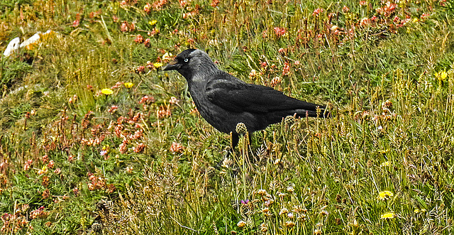 20190614 5250CPw [R~GB] Dohle, Castlemartin Range, Wales