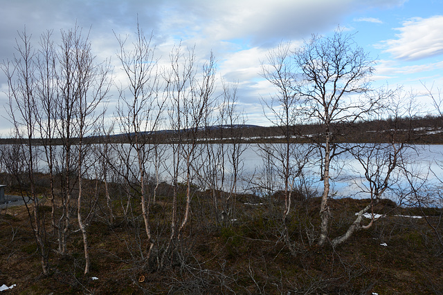 Norway, Northern Birch Trees on the Banks of Kautokeino Elva