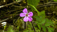 20200517 7503CPw [D~LIP] Stinkender Storchsschnabel (Geranium robertianum agg) [Ruprechtskraut], UWZ, Bad Salzuflen