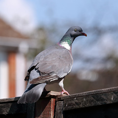 EOS 6D Peter Harriman 15 46 50 32515 woodPigeon dpp