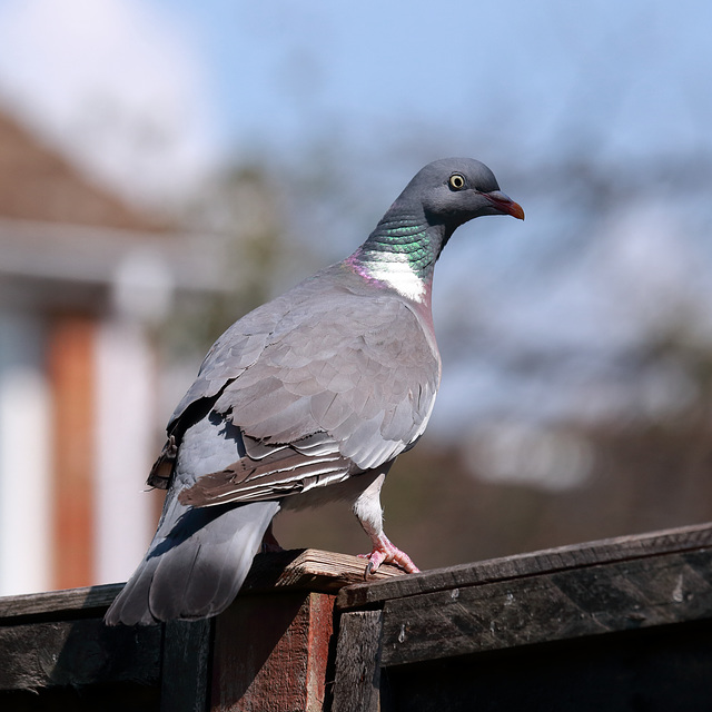 EOS 6D Peter Harriman 15 46 50 32515 woodPigeon dpp