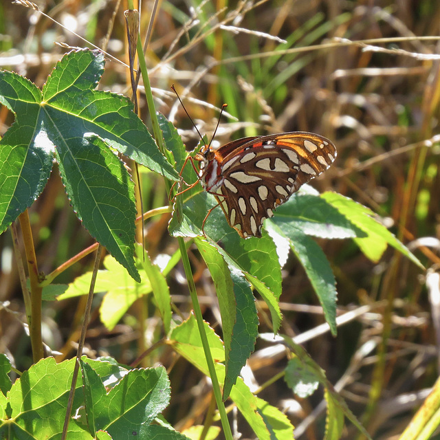 Gulf fritillary