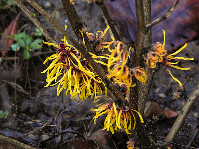 20220106 3160CPw [D~LIP] Zaubernuss (Hamamelis intermedia 'Orange Beauty'), Bad Salzuflen