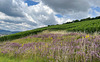 Wildblumen und Wein