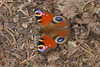 Inachis io am Wegesrand