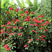 Saint-Joseph (974, Ile de la Réunion) 31 mai 2023. Poinsettias.