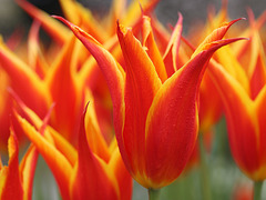 Lily-flowering Tulips