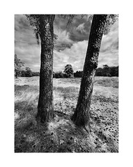 Two Trees