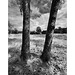 Two Trees