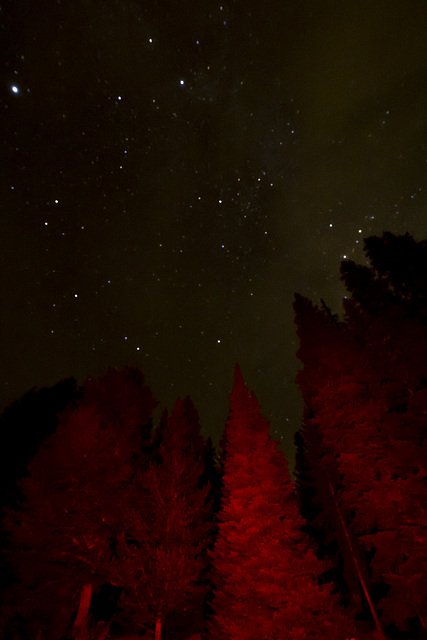 Trees and Night Sky