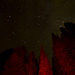 Trees and Night Sky