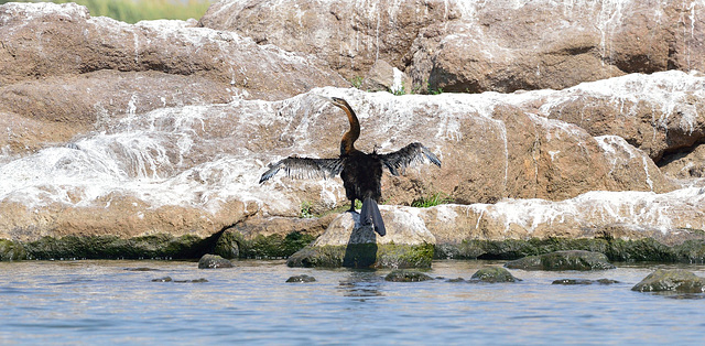 Anhinga d'Afrique