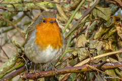 The Poser - less than a foot away from the lens - waiting for his breakfast!