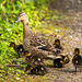 Mallard family