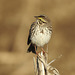 Savannah Sparrow