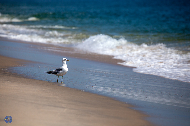 Monmouth Beach