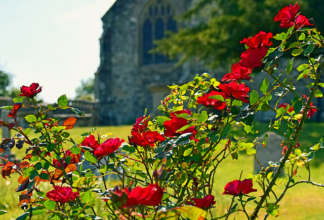 Churchyard Roses