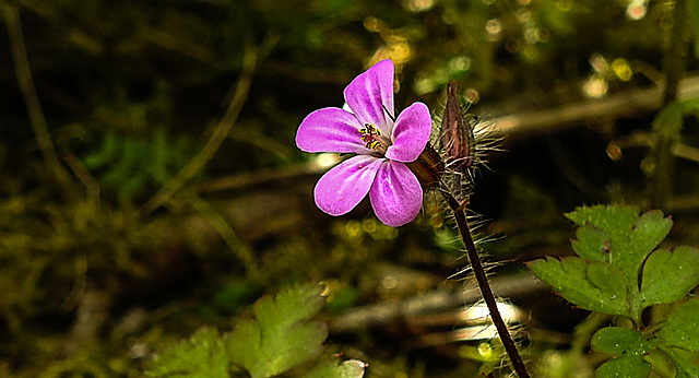 20200517 7504CPw [D~LIP] Stinkender Storchsschnabel (Geranium robertianum agg) [Ruprechtskraut], UWZ, Bad Salzuflen