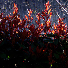 fiery fence HFF!