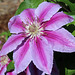 Clematis.... my garden today..  the bush is doing so well this year !  :)