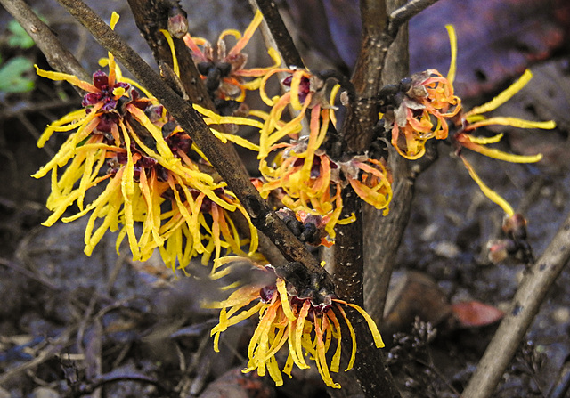 20220106 3161CPw [D~LIP] Zaubernuss (Hamamelis intermedia 'Orange Beauty'), Bad Salzuflen