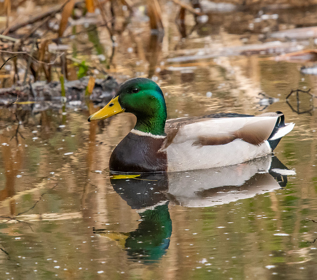 Mallard