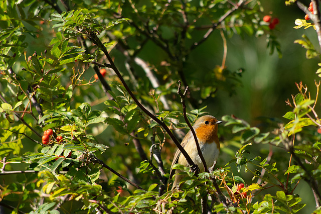 A tuneful Robin