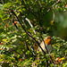 A tuneful Robin