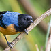 Conirostre à cape bleue (Conirostrum sitticolor) - Ce Passereau vit dans la partie Nord des Andes. - Licence Wikiwand.