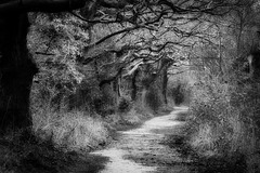 Pathway