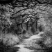 Pathway