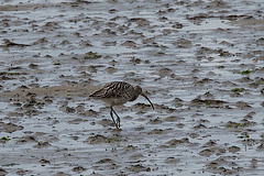 20140907 4816VRAw [NL] Großer Brachvogel (Numenius arquata), Terschelling