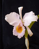 Cattleya schroederae 2