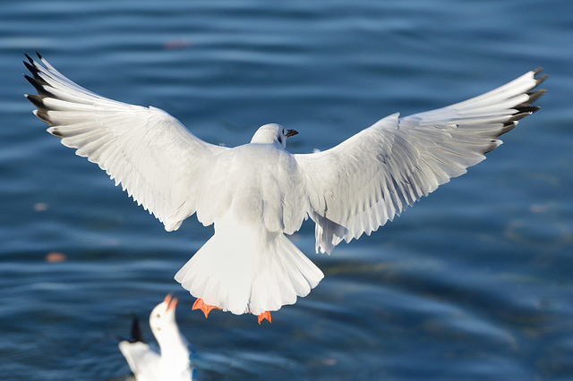 Le saut de l'ange...