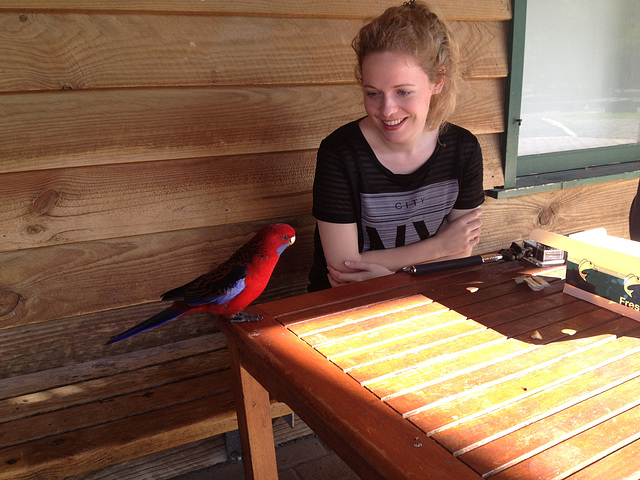 crimson rosella and Bas