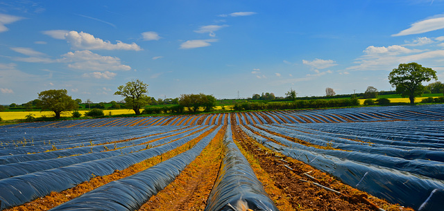 Fields near Stafford