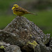 Yellowhammer