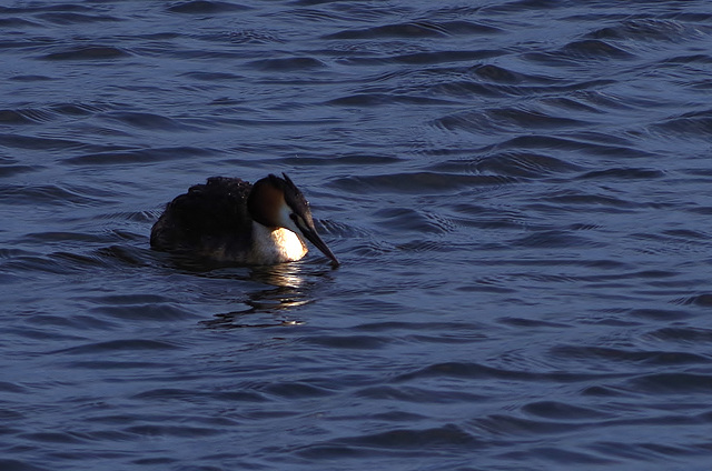 grèbe huppé (prodiceps cristatus) - étang du grand Glareins