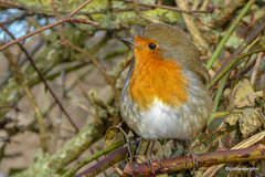 The Poser - less than a foot away from the lens - waiting for his breakfast!