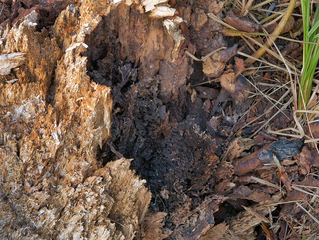 Holzameisen Nest (PiP)