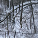 a fence in the woods