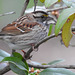 White-throated Sparrow